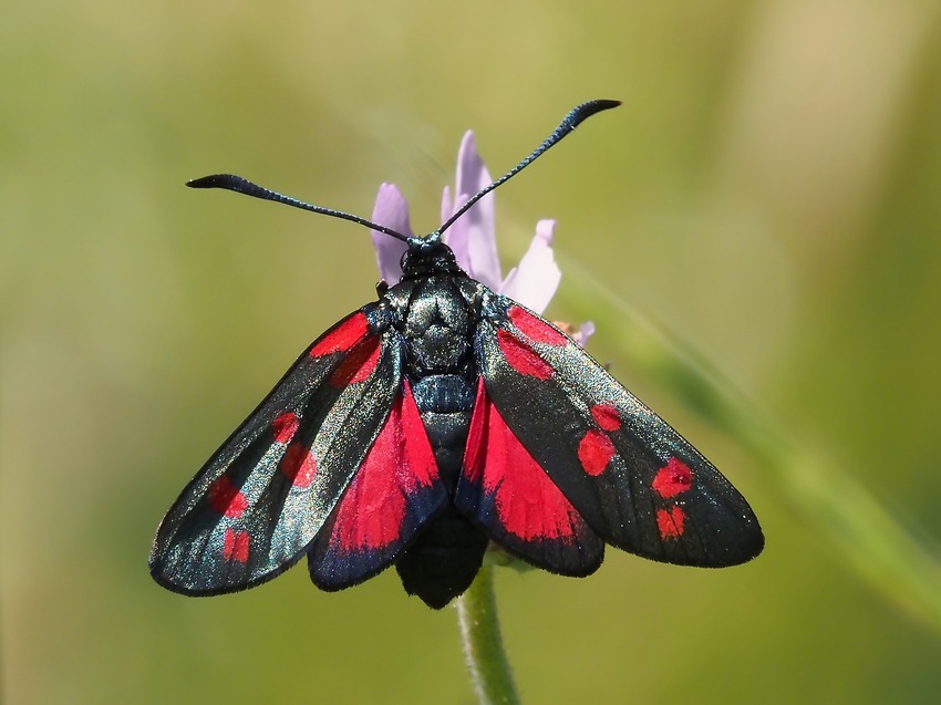 Carrellata di Zygene